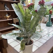 Aechmea fasciata Primera Bromeliad Plant 22 cm Tall - Pink Urn Plant Houseplant