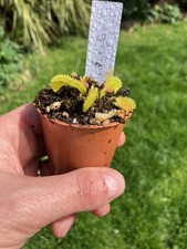Venus Fly Trap, Dionaea