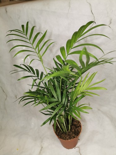 Parlour palm chamaedorea - 4,