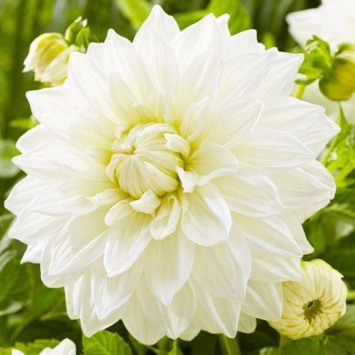 Dinnerplate dahlia bulls - bulls, pride