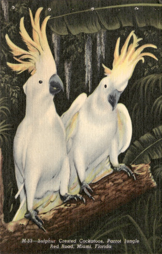 Sulphur crested cockatoos - crested,