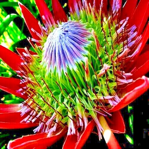 King protea cynaroides - 5,