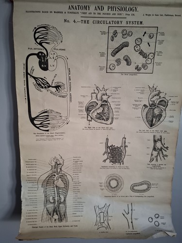 Vintage anatomical poster - anatomical,