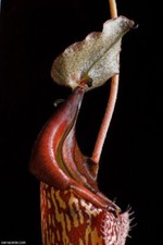 NEPENTHES MAXIMA - CARNIVOROUS