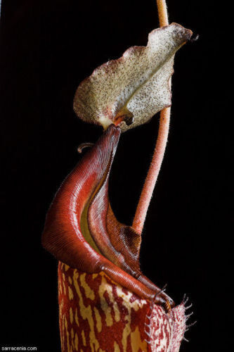 Nepenthes maxima carnivorous - -,