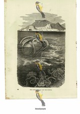 Paper Nautilus & Octopus, Book