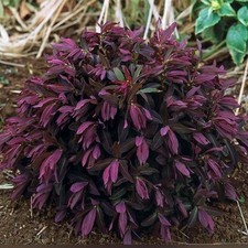 Euphorbia Dulcis  -Sweet