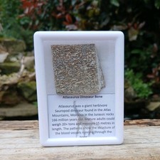 Dinosaur Atlasaurus sauropod