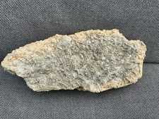 Rare Jurassic Coast Multi Crinoid, Starfish Bed, Eype, Dorset, England