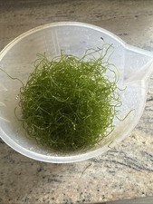 Cheato Algae for sump/refugium