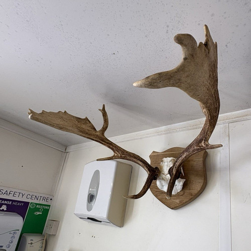 Mounted elk skull - mounted,