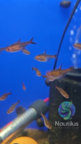 Ember tetra hyphessobrycon - tetra, (hyphessobrycon