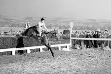 ARKLE PAT TAAFFE 1964 GOLD CUP