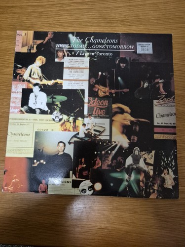 The chameleons here - chameleons-,