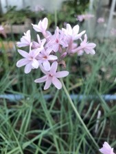 New tulbaghia pink - tulbaghia, ‘pink