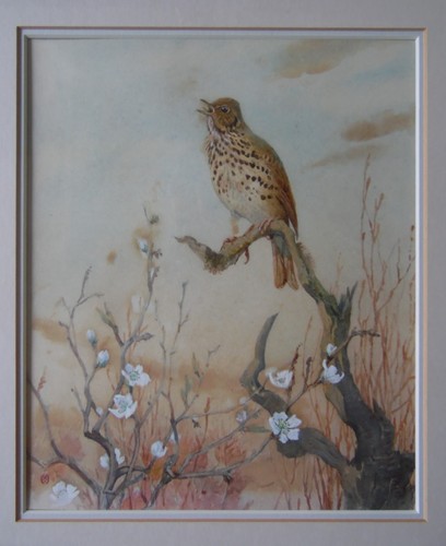 Song thrush singing by - song,