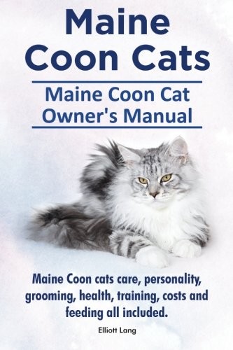Maine coon cats - maine,