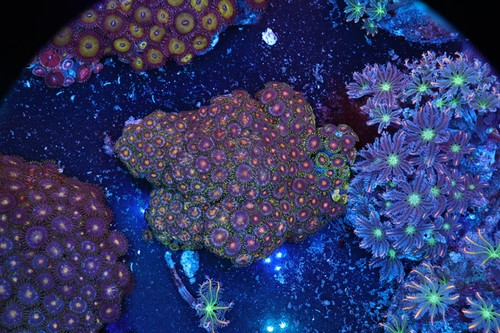 Zoanthid rock colony wysiwyg - zoanthid,