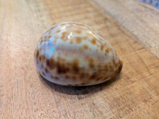 Tiger Cowrie Seashell Shiny