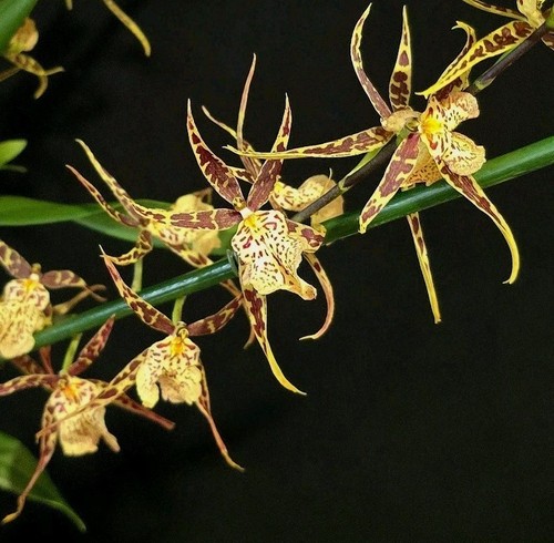 Oncidium brasia hybrid - oncidium,