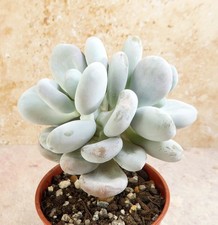Pachyphytum Oviferum