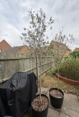 Large healthy olive trees - olive, in