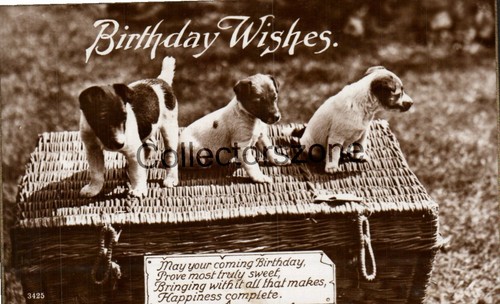 1929 jack russel - russel, pups