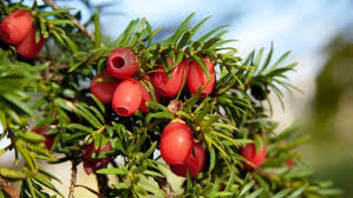 Yew tree bonsai taxus - taxus, baccata