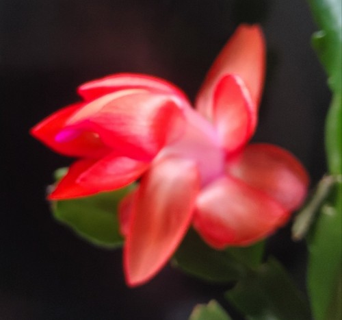 Briight red christmas cactus - briight,