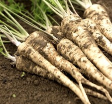 Parsnip Tender And True - 800x