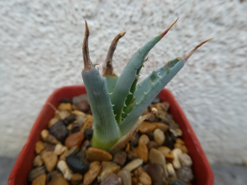 Agave utahensis nevadensis - v.,