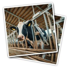 2x Vinyl Stickers Dairy Cows Cattle Farm Animal #50717
