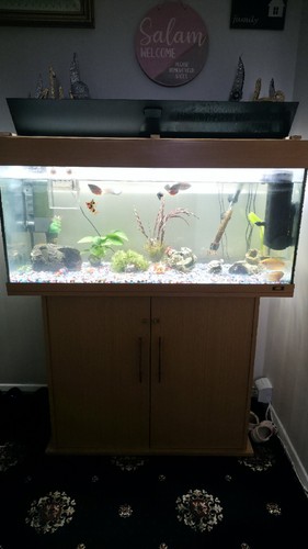 Juwel fish tank - fish,