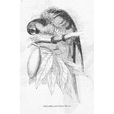 BIRDS Blue and Yellow Macaw - Antique Print 1856