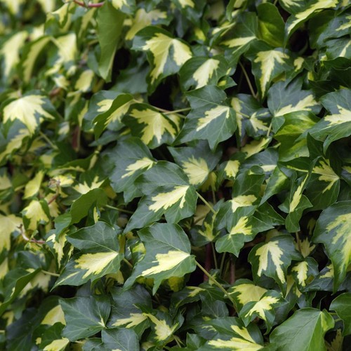 Hedera helix goldheart - hedera,