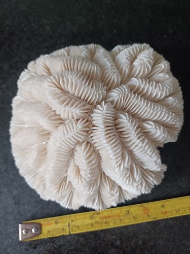 Flatter type natural brain
