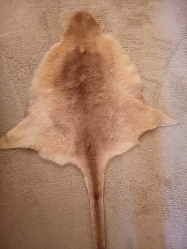 Kangaroo skin hide - skin, pelt