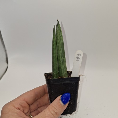 Sansevieria cylindrica spear - sansevieria,