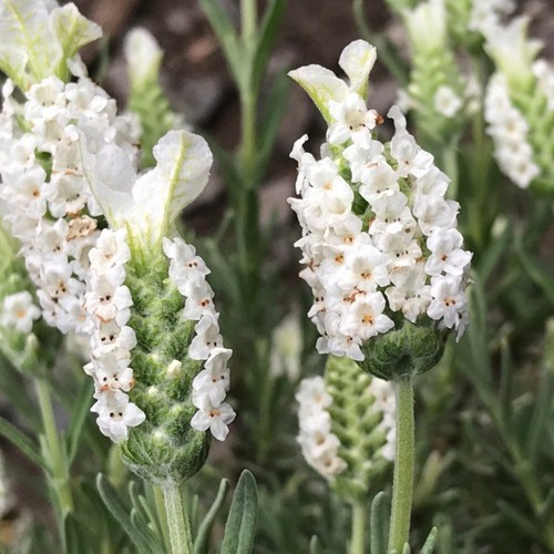 Lavender plug plants - , compact