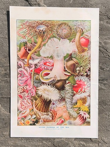 Antique 1907 sea anemones - antique,
