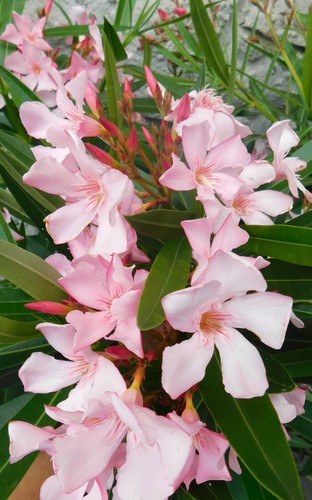 Magaly oleander nerium - magaly,