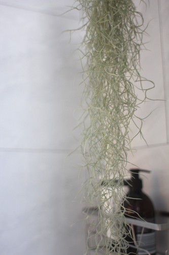 Air plant tillandsia - –,