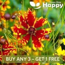 DWARF COREOPSIS RADIATA