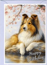 Shetland Sheepdog / Sheltie