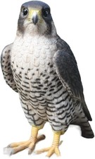 Realistic Peregrine Falcon