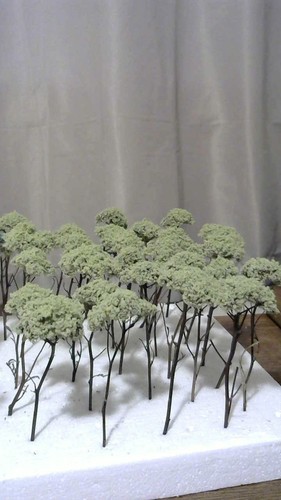 Tall shade trees light green - shade,