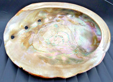 LARGE ABALONE SHELL LARGE RAINBOW MOTHER OF PEARL ART SOURCE SOAP DISH BOWL 18CM