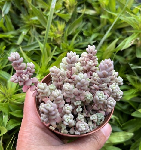 10x sedum dasyphyllum lilac - sedum,