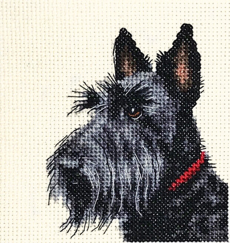 Scottish terrier dog - dog, pup