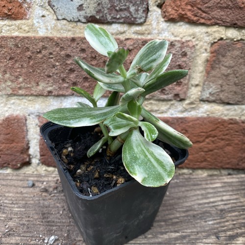 Crassula ovata variegata - crassula, 'variegata'